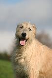 IRISH WOLFHOUND 421